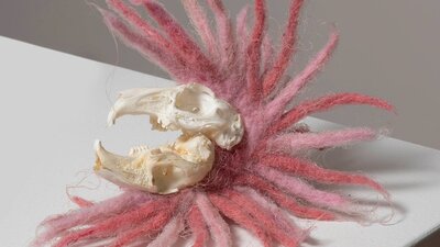 Arabbit skull sits on a bed of numerous radiating felt tentacles, like an exotic head-dress.