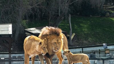 Photo depicts a family of lions
