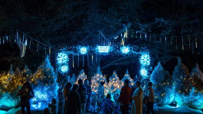 The Snow Lane Lane of white Christmas trees with blue Christmas Lights