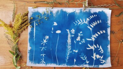 Blue cyanotype artwork created using native plants