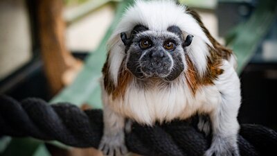 Primate