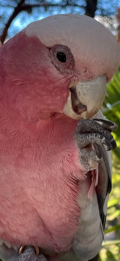 Parrot