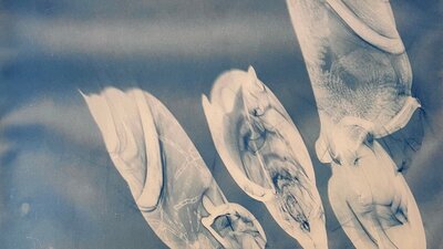 Blue cyanotype of organic shapes