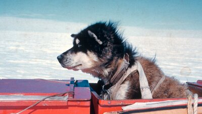 A dog sitting comfortably in a red box placed on a sled, with snow in background and blue sky.