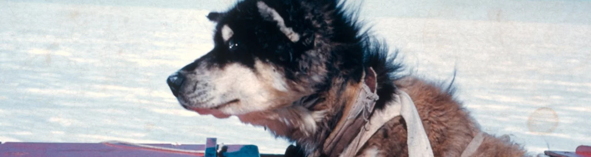 DIY dog sleds