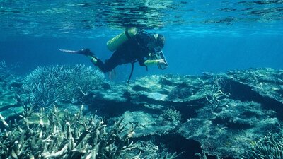 Scuba diver under the water and above coral reef