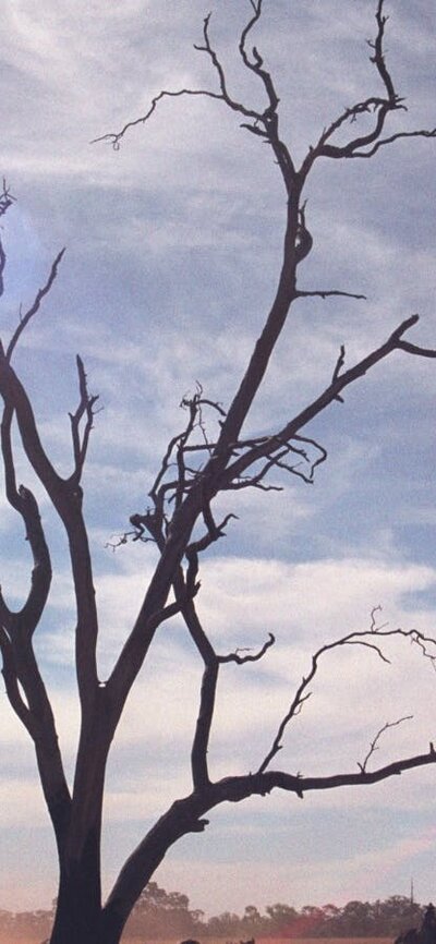Bare tree growing in barren landscape