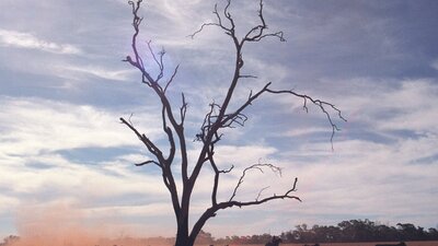 Bare tree growing in barren landscape