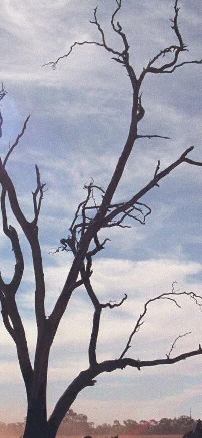 Remembering Rain (2005) Bare tree growing in barren landscape