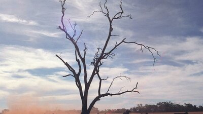 Remembering Rain (2005) Bare tree growing in barren landscape