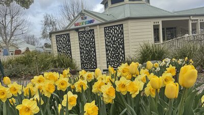 “A large bed of bright yellow daffodils in full bloom outside the Lolly Shop at Federation Square.