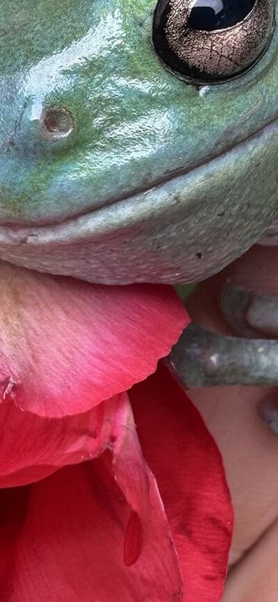 “A bright green tree frog is perched on the petals of a pink tulip, which is being gently held .