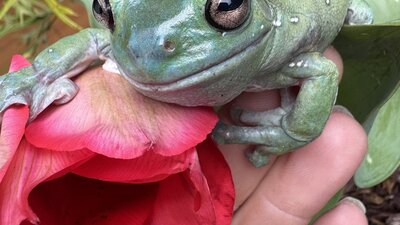 “A bright green tree frog is perched on the petals of a pink tulip, which is being gently held .