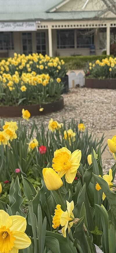 Rows of colourful tulips fill garden beds in the foreground, creating a vibrant display of colour.