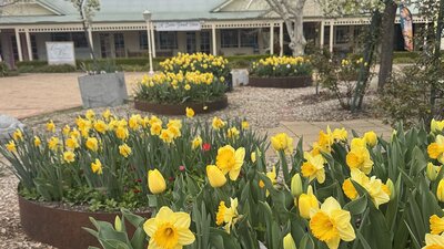 Rows of colourful tulips fill garden beds in the foreground, creating a vibrant display of colour.