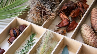A sectioned wooden tray holds an assortment of seeds, pods, cones and leaves