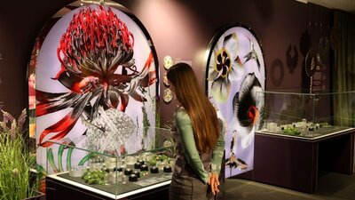A visitor exploring the Royal Australian Mint Floral Impressions Exhibition A visitor exploring the Royal Australian Mint Floral Impressions Exhibition