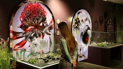 A visitor exploring the Royal Australian Mint Floral Impressions Exhibition