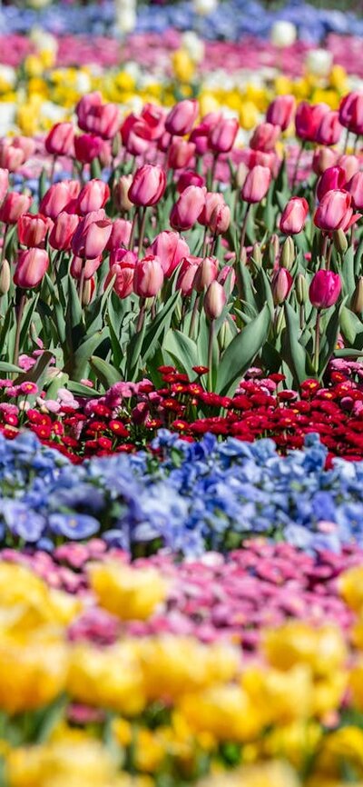 Close up shot of colourful blooms