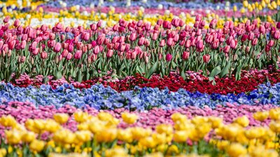 Close up shot of colourful blooms