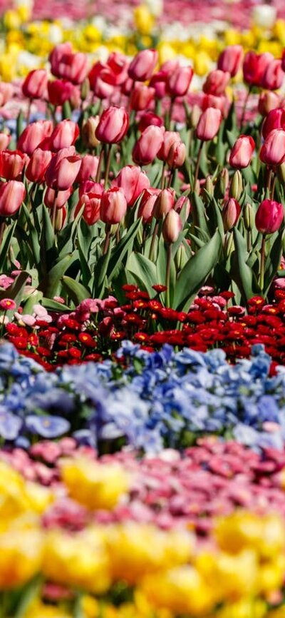 photo of a flower bed with rows of colourful tulips.