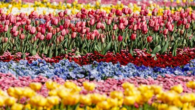 photo of a flower bed with rows of colourful tulips.