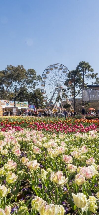 photo of a bed of white and pink flowers with a ferris wheel and people in the background