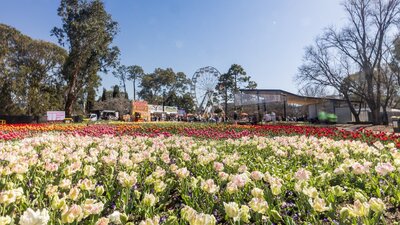photo of a bed of white and pink flowers with a ferris wheel and people in the background