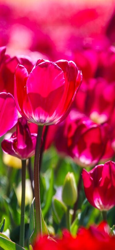 Close-up of bright pink tulips in bloom with soft-focus flowers in the background.
