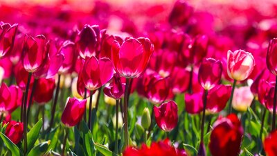 Close-up of bright pink tulips in bloom with soft-focus flowers in the background.