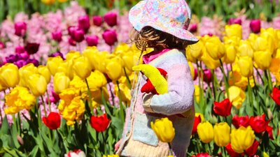 Child wearing a hat walking among colourful tulip beds in a bright, sunny flower display.