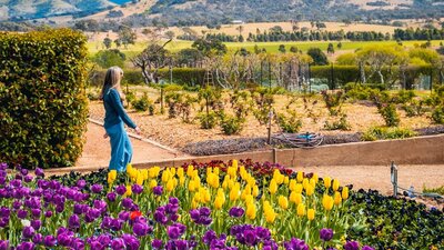 Visitor wanders the gardens at Lanyon Homestead