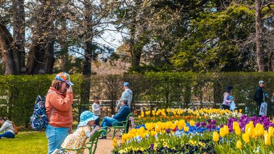 Mother and child admire tulips in bloom at Lanyon Homestead