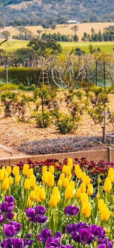 Visitor wanders the gardens at Lanyon Homestead