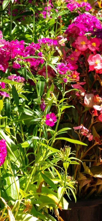 A hand reaching down to pick up a pot of red flowers