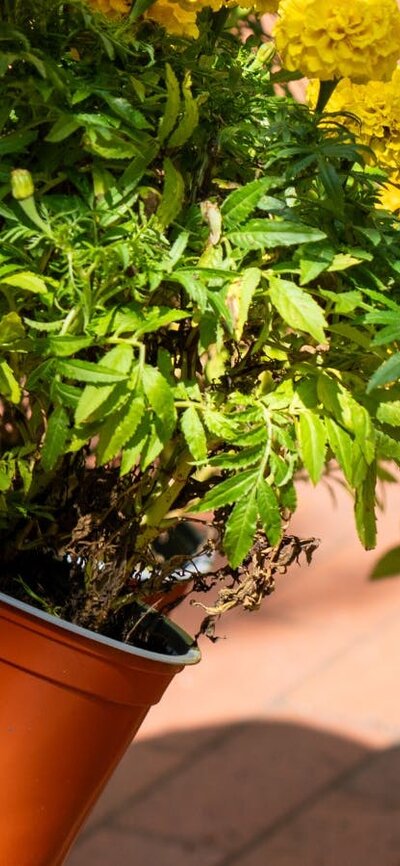 A close up of a hand holding a pot of yellow flowers