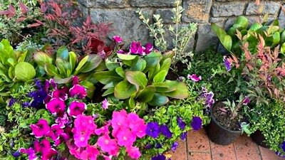 Plants with bright pink and purple flowers and vibrant green leaves