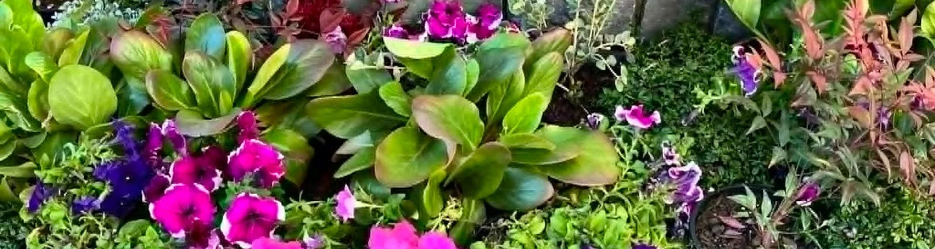 Free plant giveaway