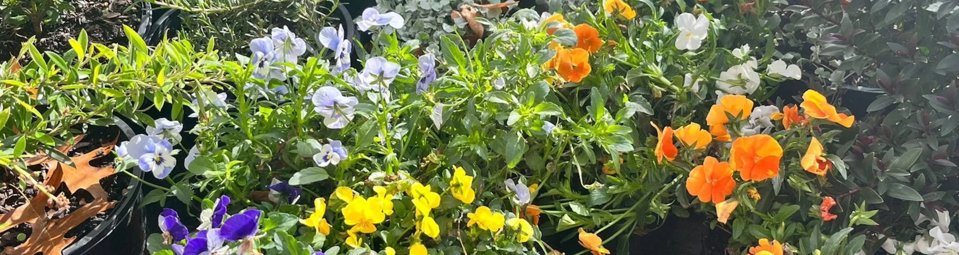 Free plant giveaway