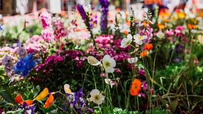 Flowers growing in a flower bed.