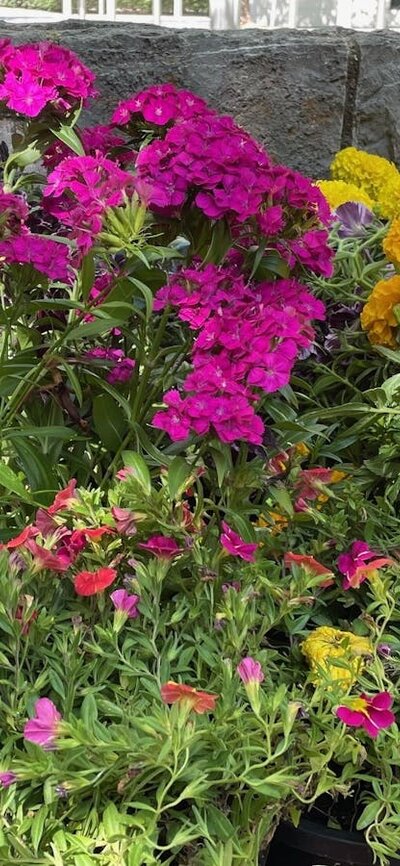Several small pots of flowers.