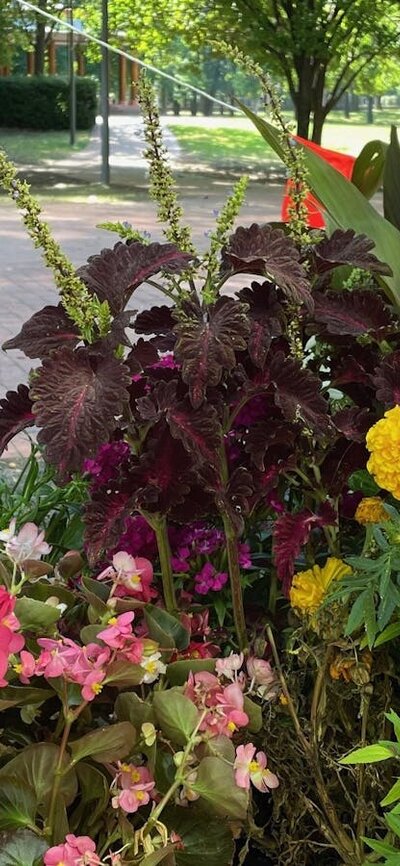 Several small pots of flowers.