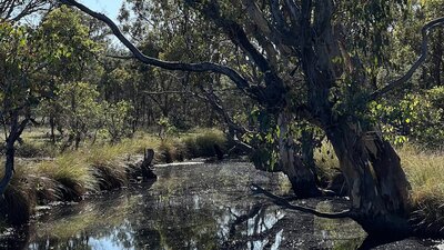 Goorooyarroo Billabong in Goorooyarroo Nature Reserve