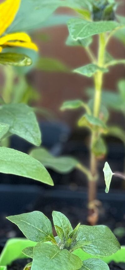 Seedlings tray close up