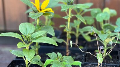 Seedlings tray close up