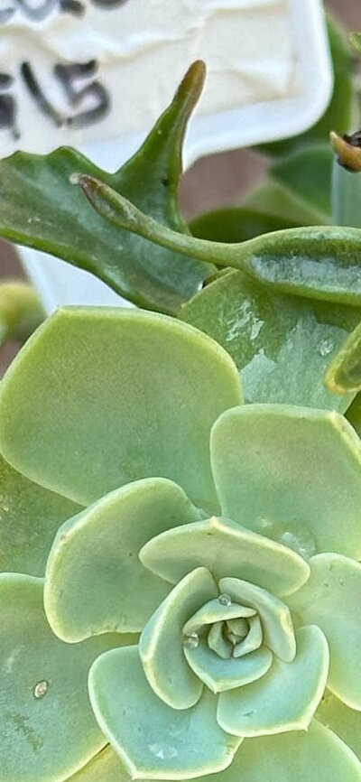 A pot of mixed  succulents