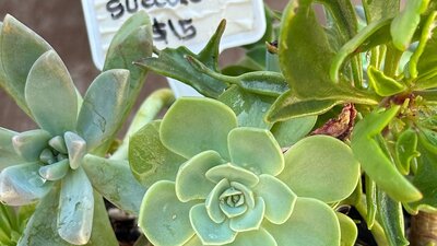 A pot of mixed  succulents