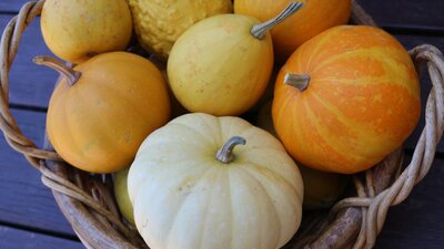 Autumn Harvest A basket of small orange pumkins