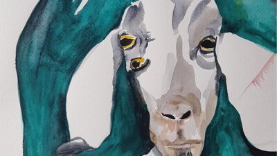 a goat with three eyes