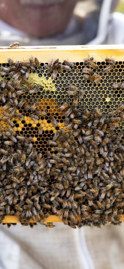 Bee workshops Bee hive